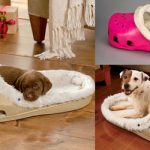 The 10 Best Dog Beds of 2024